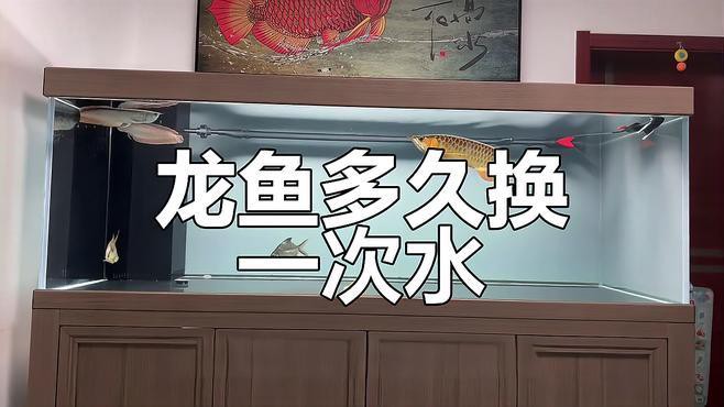 養龍魚需要多久換一次水？，《養龍魚需要多久換一次水》龍魚多久換一次水最好
