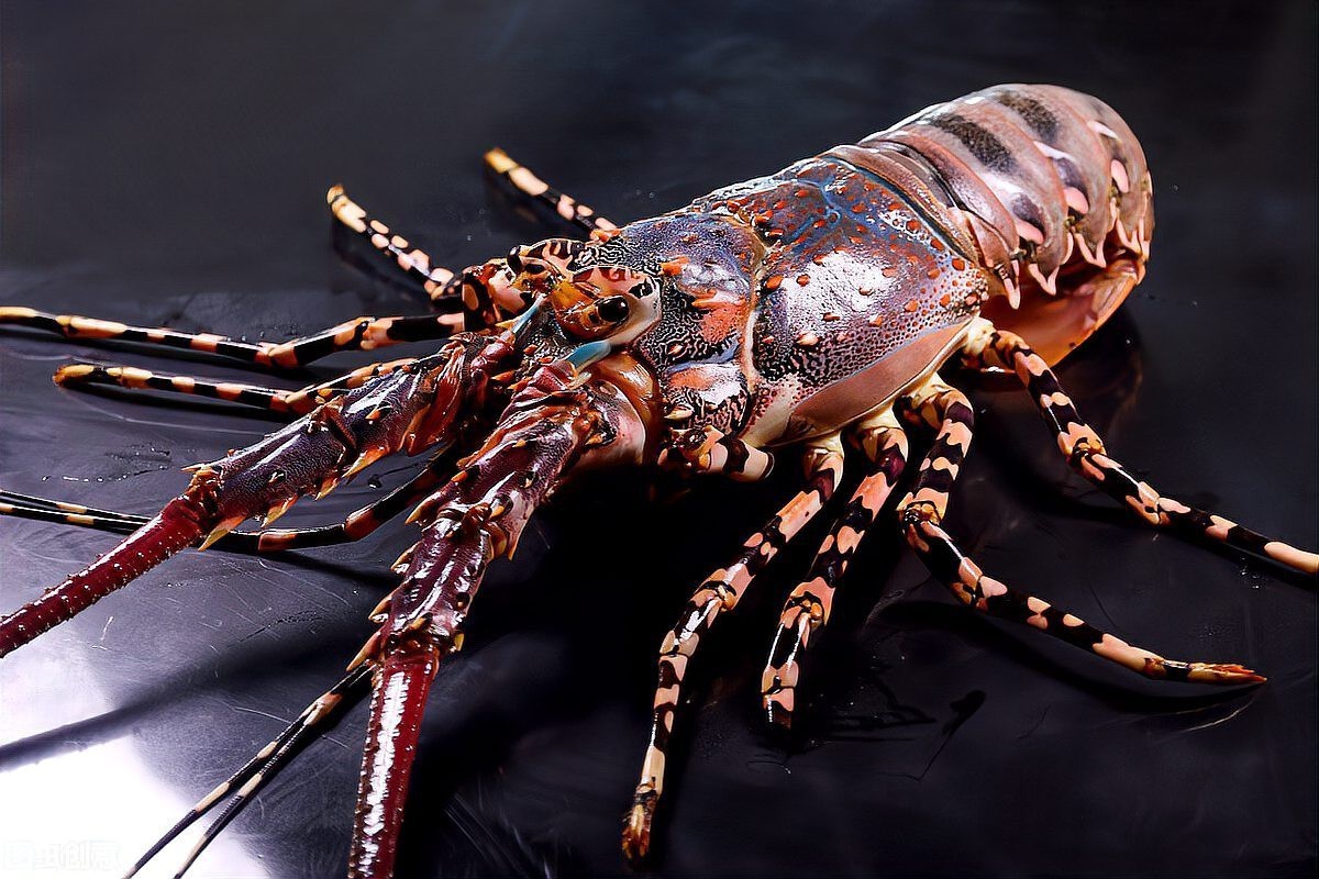 哪個月份是澳龍最便宜的時候？，澳洲大龍蝦價格一降再降,跌至6年來最低!牛油果卻…