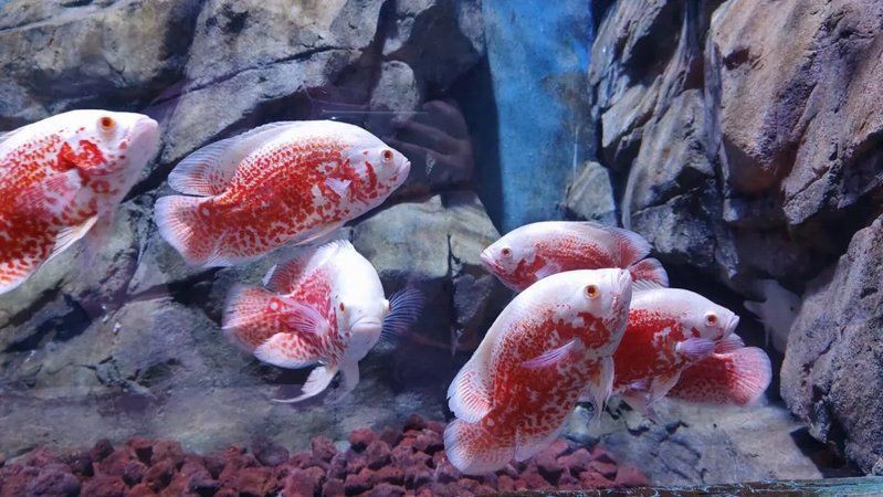 金昌水族館，探秘金昌海洋生物與海洋生物共生的美好愿景