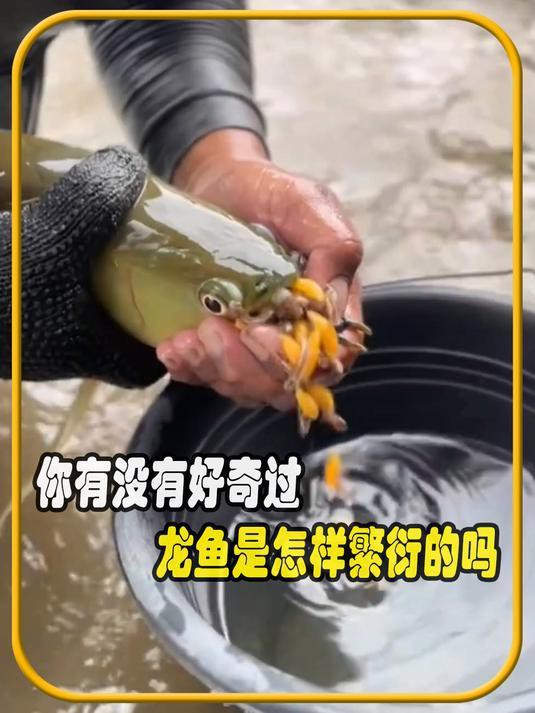 介紹一下紅龍魚(yú)BTL的繁殖過(guò)程，紅龍魚(yú)btl的繁殖過(guò)程介紹