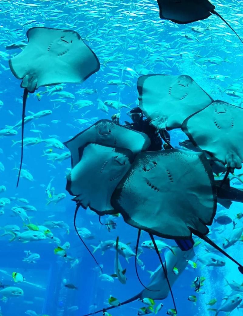衢州水族館，開雙翼如同水下芭蕾演員衢州海洋生物觀賞體驗江山碧月水族館