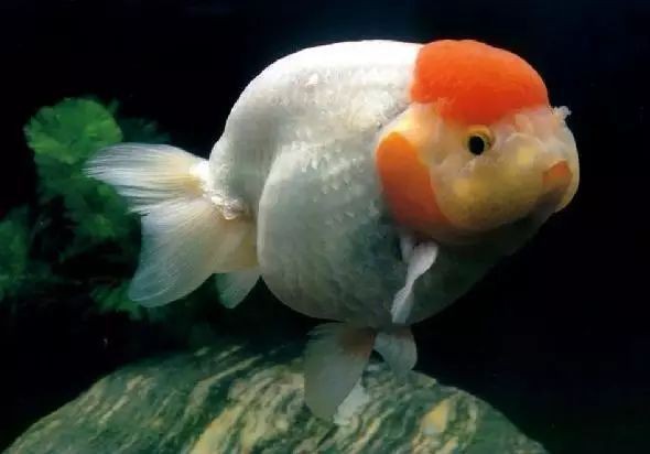 魚炸鱗了一般活不了嗎，魚炸鱗后的存活情況