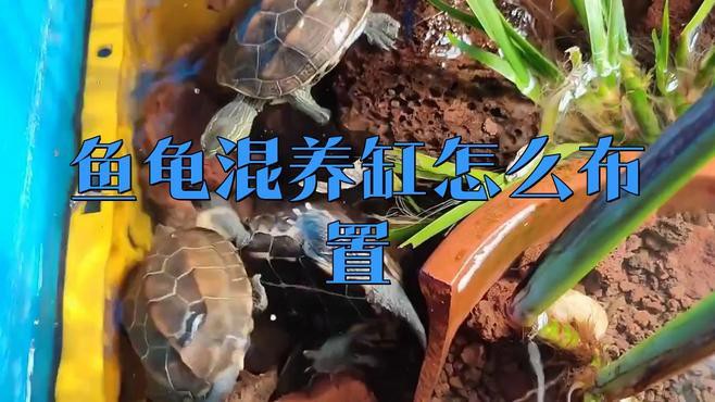 如何設置龍魚和龜的混養環境？，龍魚和龜的混養環境設置 如何設置龍魚和龜的混養環境？，龍魚和龜的混養環境設置 龍魚論壇 第2張