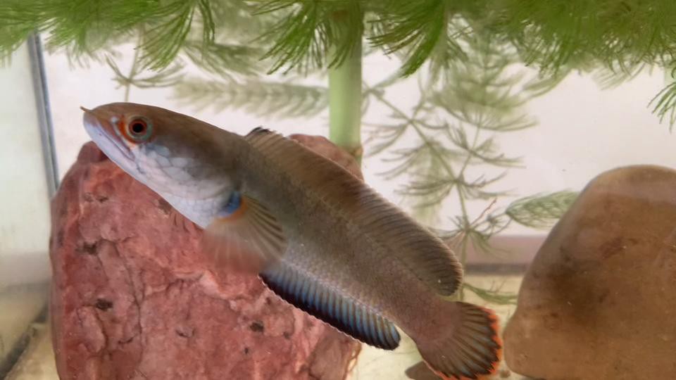 如何判斷雷龍魚是否發色？，判斷雷龍魚是否發色需結合外觀特征、生長階段及環境因素綜合觀察