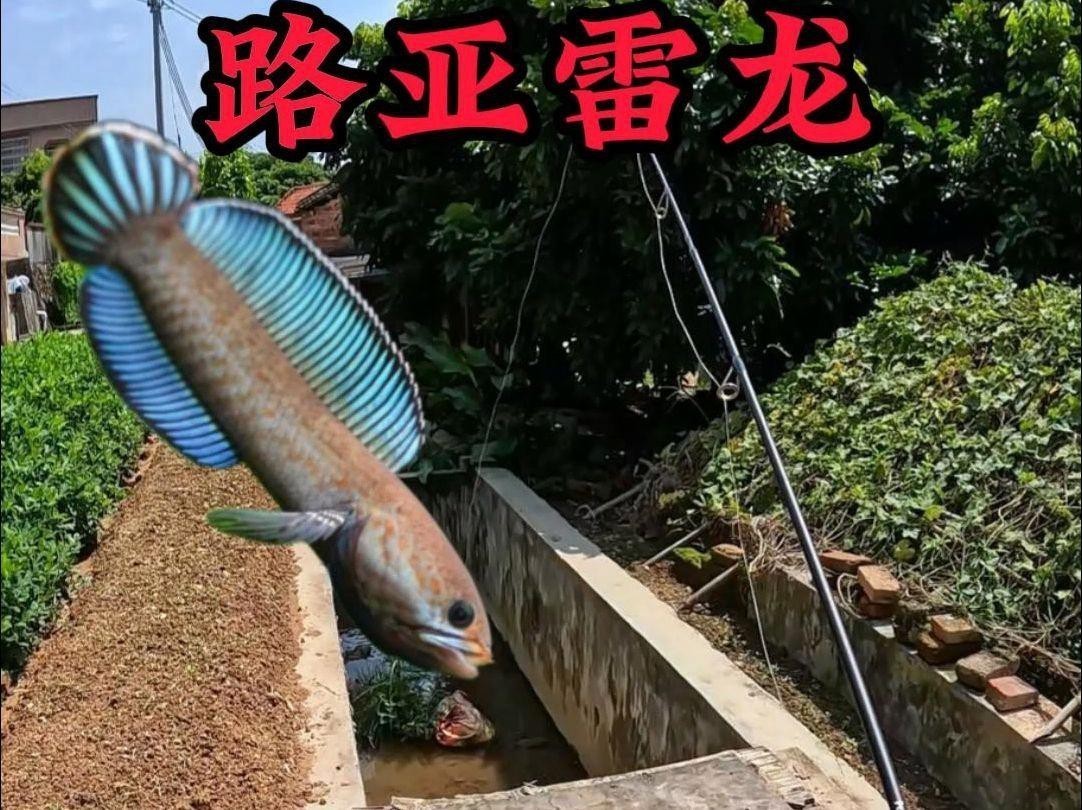 如何判斷雷龍魚是否發色？，判斷雷龍魚是否發色需結合外觀特征、生長階段及環境因素綜合觀察