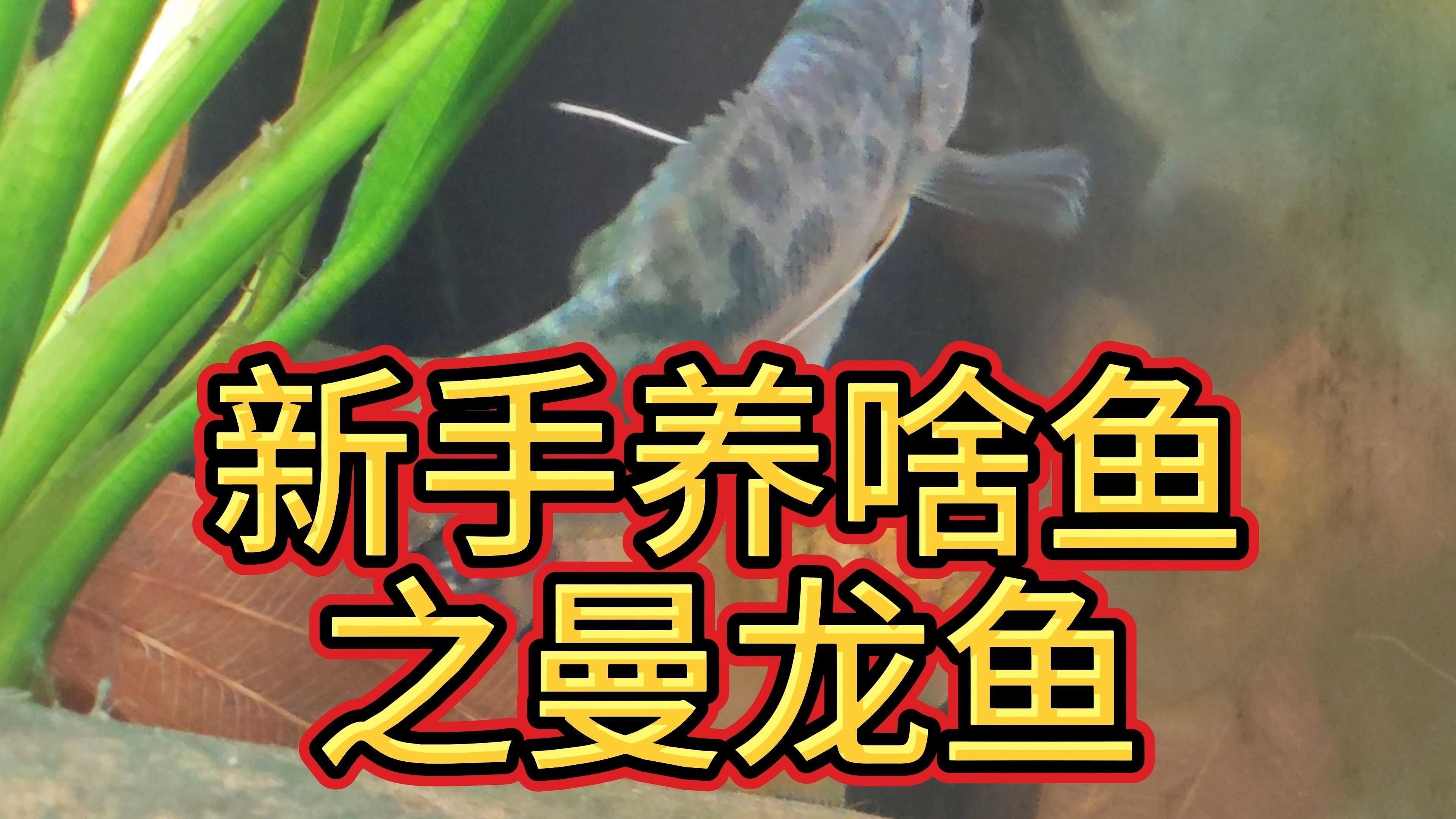 曼龍魚好養嗎，曼龍魚是一種相對容易飼養的小型觀賞魚