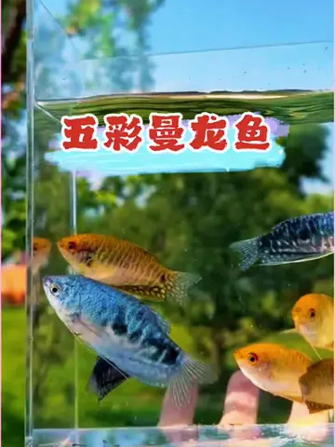 曼龍魚好養嗎，曼龍魚是一種相對容易飼養的小型觀賞魚