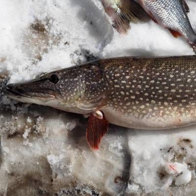 狗魚多少錢一斤，狗魚價格多少一斤