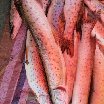 狗魚多少錢一斤，狗魚價格多少一斤