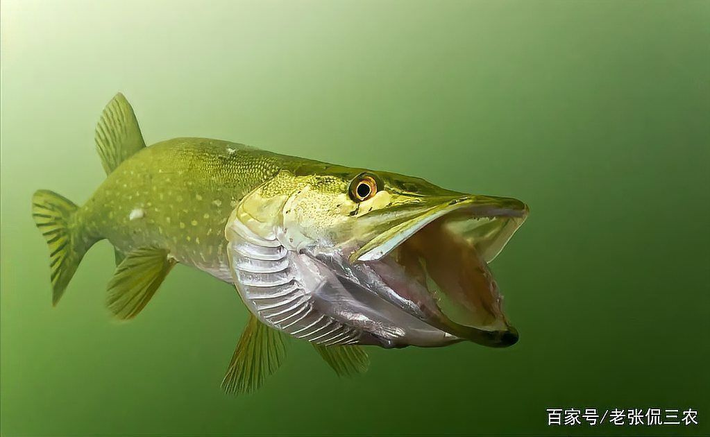 狗魚多少錢一斤，狗魚價格多少一斤