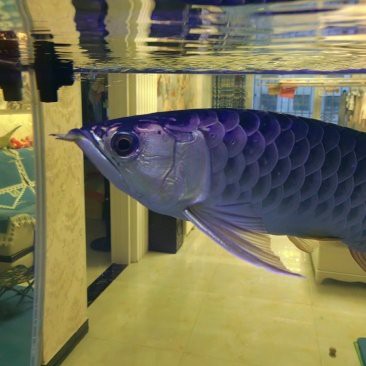 哪里可以購買到純種金頭金龍？，如何判斷金頭金龍魚的純度？