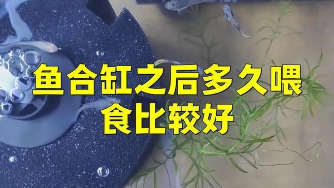 新魚和老魚合缸后多久可以喂食？，新魚和老魚合缸后多久可以喂食