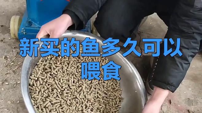 新魚和老魚合缸后多久可以喂食？，新魚和老魚合缸后多久可以喂食