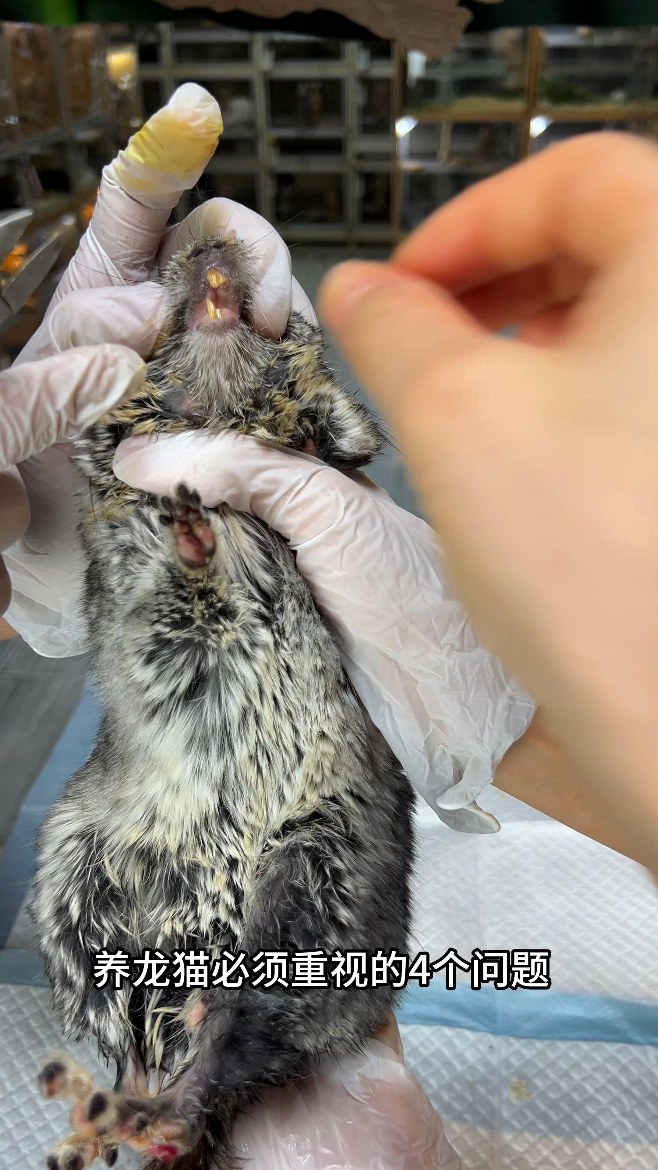 如何科學地飼養龍貓？，《如何科學地飼養龍貓》 如何科學地飼養龍貓？，《如何科學地飼養龍貓》 龍魚論壇 第9張