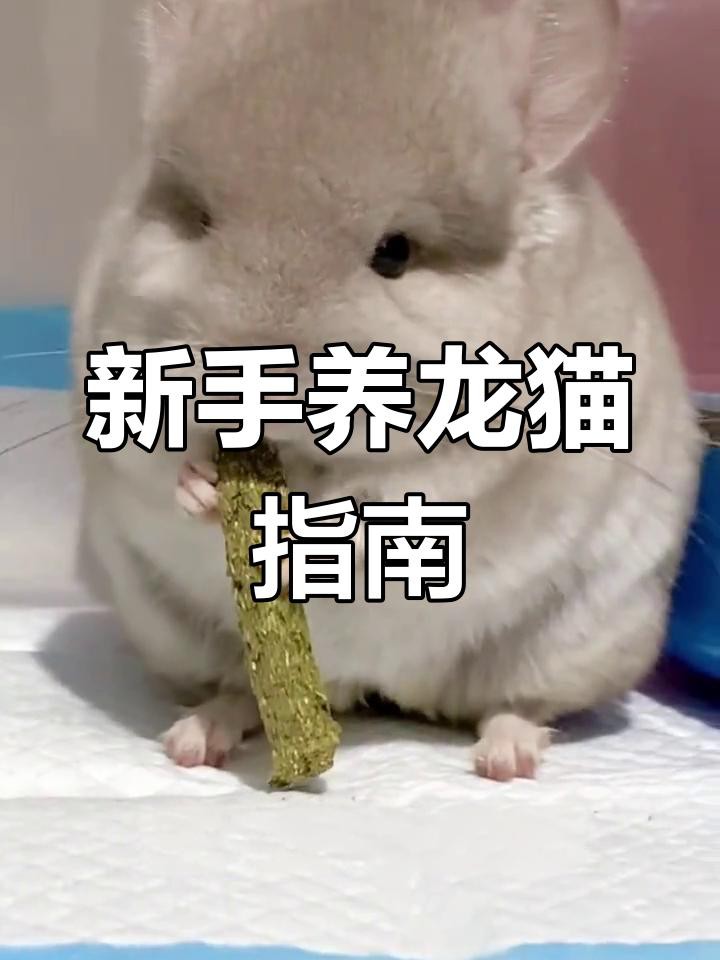 如何科學地飼養龍貓？，《如何科學地飼養龍貓》 如何科學地飼養龍貓？，《如何科學地飼養龍貓》 龍魚論壇 第5張