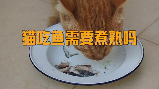 貓吃生魚好還是熟魚好，貓吃活魚好還是熟魚好