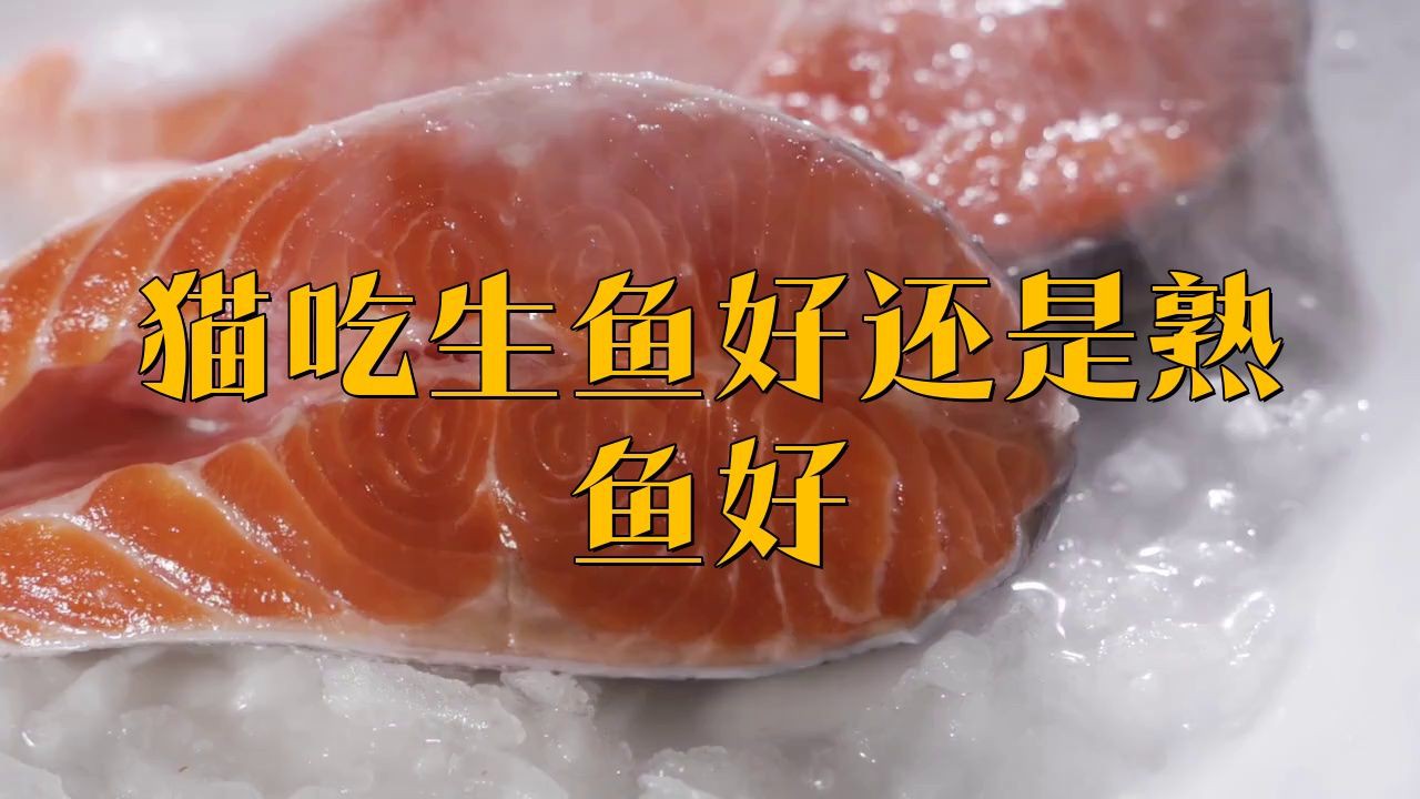 貓吃生魚好還是熟魚好，貓吃活魚好還是熟魚好