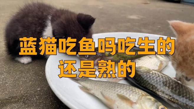 貓吃生魚好還是熟魚好，貓吃活魚好還是熟魚好