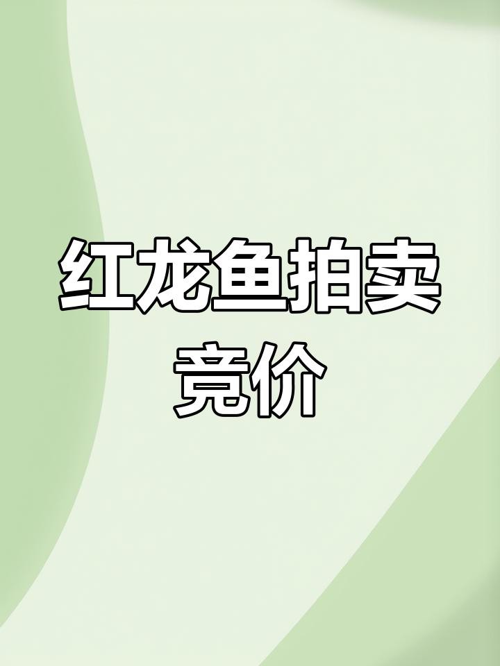 印尼紅龍的價格范圍是多少，印尼紅龍魚價格為何堪比保時捷心靈的游樂場一條4斤的觀賞魚