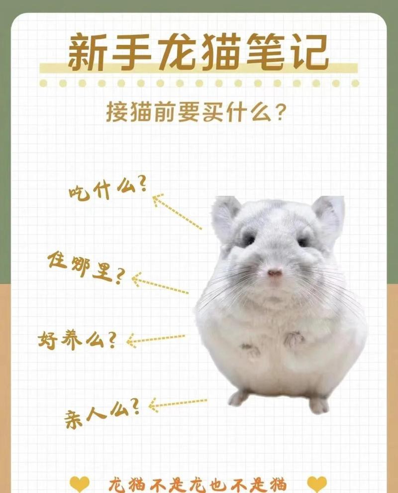 共養貓和龍貓需要哪些家具？，《共養貓和龍貓所需家具摘要》