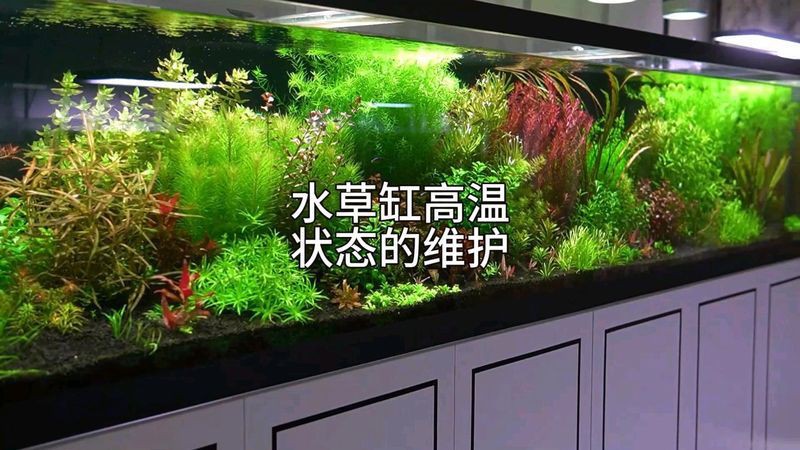 沈陽(yáng)魚(yú)缸維護(hù)，沈陽(yáng)魚(yú)缸專業(yè)維護(hù)全攻略