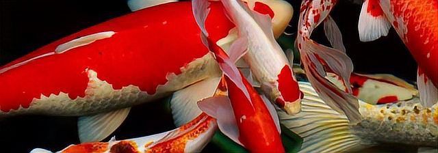 風水魚種類，中風水魚是吉祥