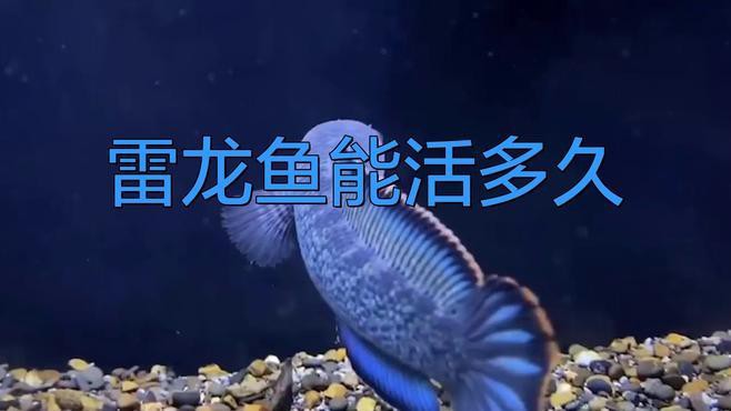 哪種雷龍魚壽命最長？，雷龍魚壽命一般多少年游鹿vlog巴卡雷龍魚壽命揭秘