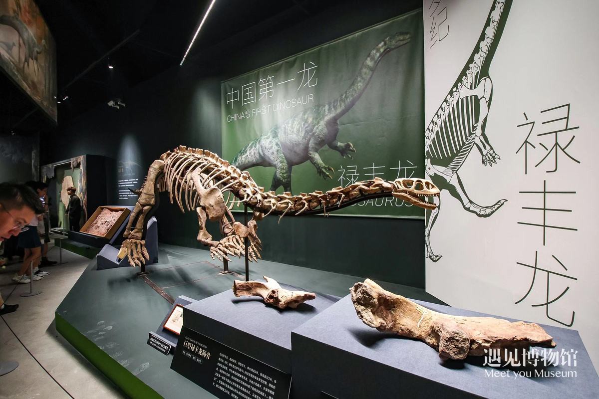 帝龍化石在哪里可以參觀？，去北京特展參觀帝龍化石需要預約嗎？