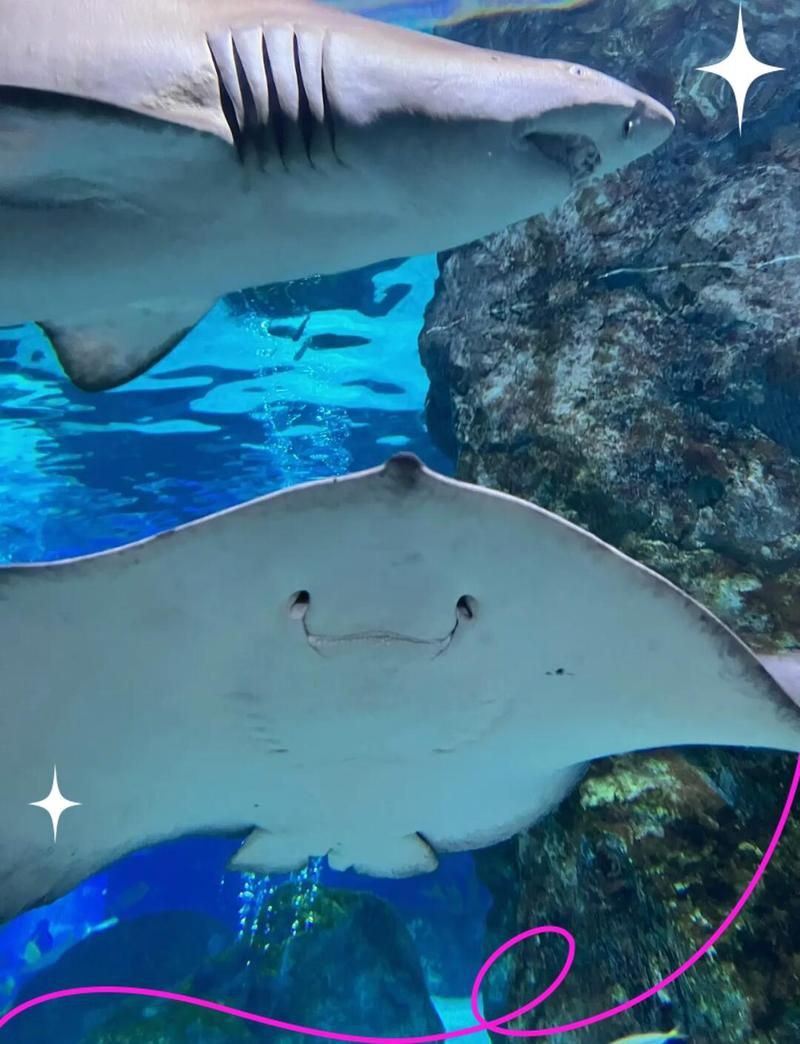 阿里水族店，開設阿里水族店綜合分析與經營方案