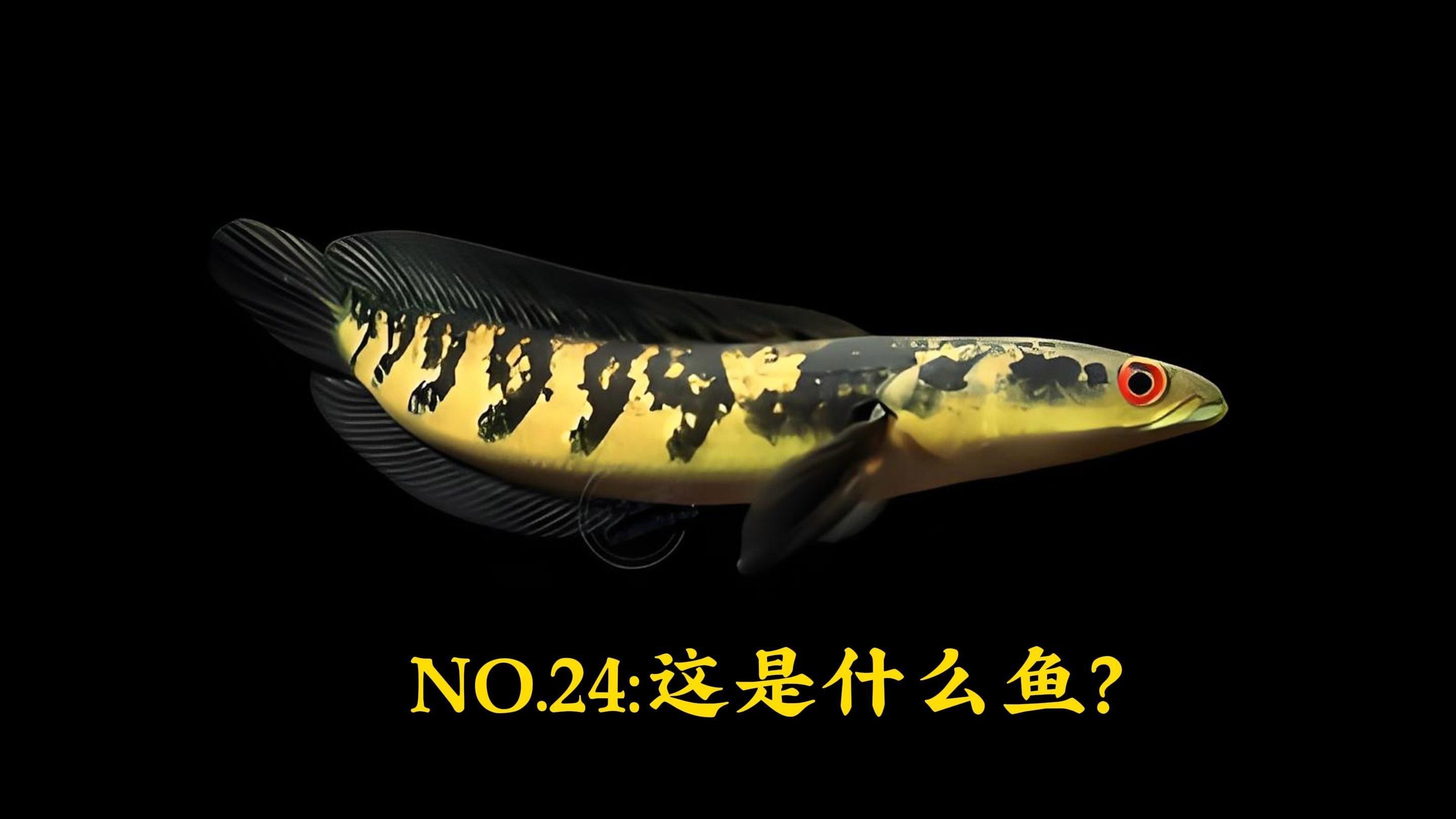 如何區分真假的高價雷龍魚？，雷龍魚的真偽鑒別方法