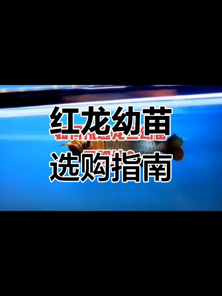 如何挑選辣椒紅龍魚的幼魚？，如何挑選紅龍魚幼魚