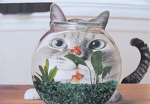 蕪湖魚缸定做，蕪湖一點水水族景觀工程