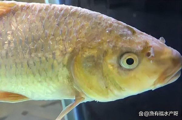 水霉病用高錳酸鉀管用嗎，水產衛士，為什么會得水霉病，如何防治