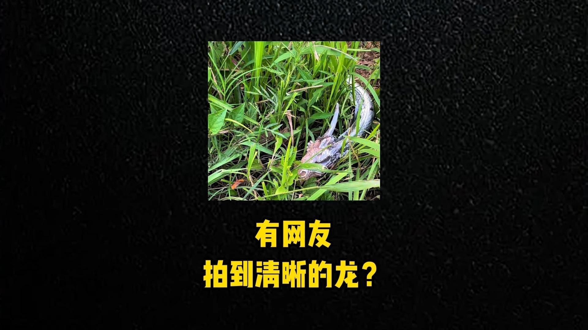 如何鑒定龍擺件的真偽？，如何辨別“五行之龍”藏品真偽 如何鑒定龍擺件的真偽？，如何辨別“五行之龍”藏品真偽 龍魚論壇 第4張