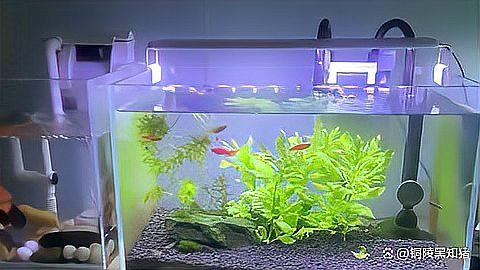 古典金龍魚需要多長時間的光照？，古典金龍魚所需的光照時長問題