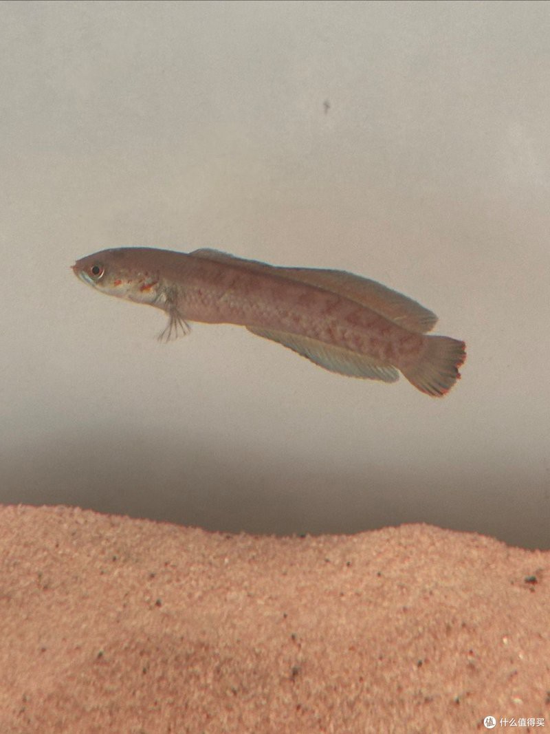 哪里可以買到大型雷龍魚？，大型雷龍魚作為獨特的觀賞魚類其購買渠道多樣