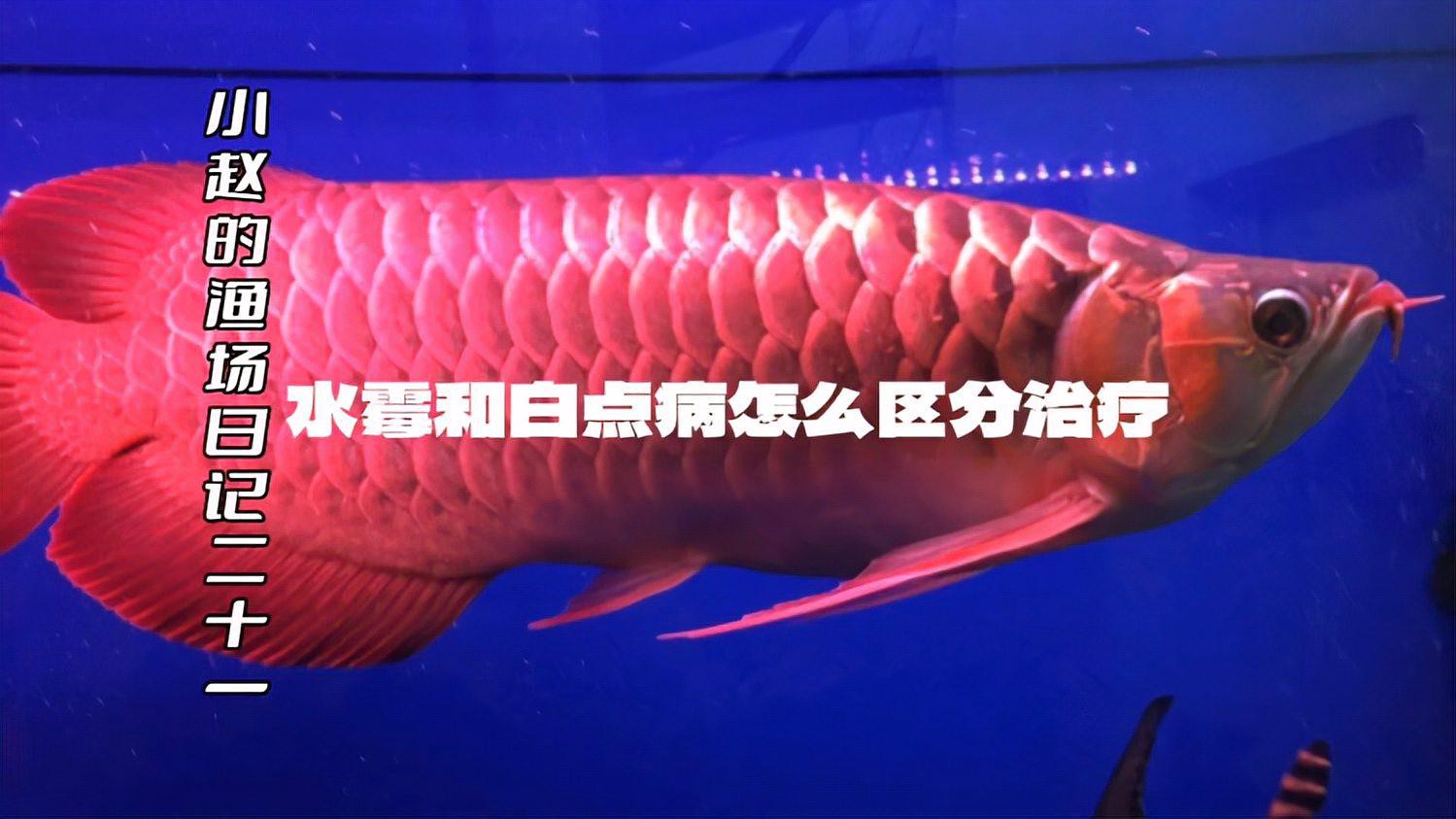 如何早期發現龍魚水霉病？，龍魚水霉病預防與治療全攻略
