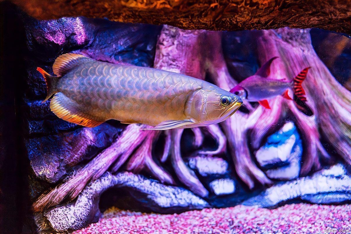 最貴的龍魚多少錢，一條龍魚能換一套房成交價高達108萬美元