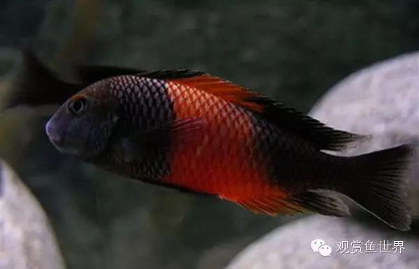 三湖慈鯛紅寬帶是正規(guī)品牌嗎，三湖慈鯛紅寬帶蝴蝶的鑒別