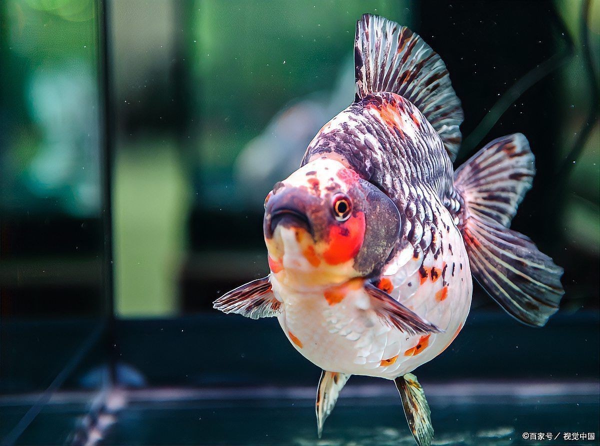 鞍山魚缸維護，鞍山地區魚缸維護全攻略