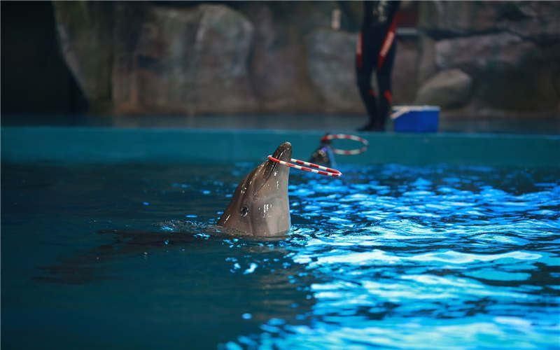 威海水族館，親子游學(xué)的絕佳處所——威海