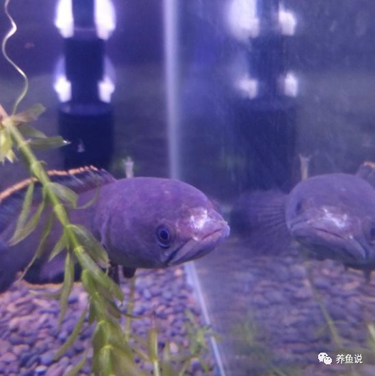 如何判斷雷龍魚是否感染細菌？，如何判斷雷龍魚是否感染細菌 如何判斷雷龍魚是否感染細菌？，如何判斷雷龍魚是否感染細菌 龍魚百科 第1張