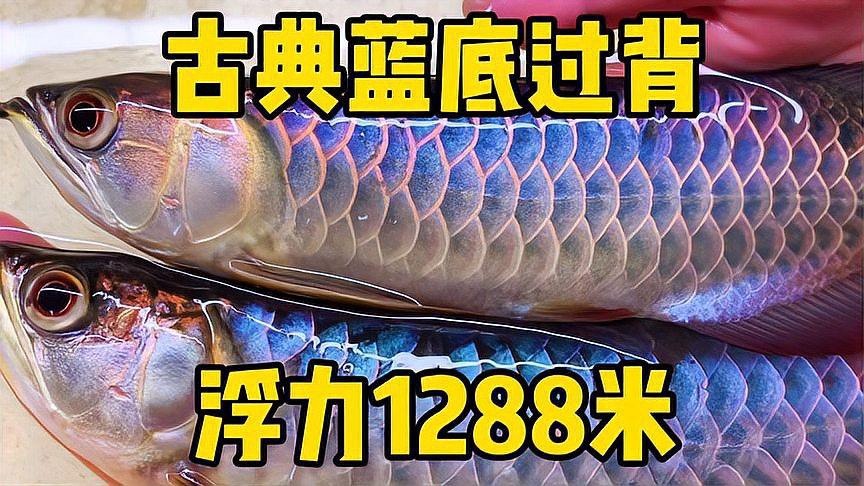 古典藍底過背金龍的價格是多少？，古典藍底過背金龍價格大揭秘