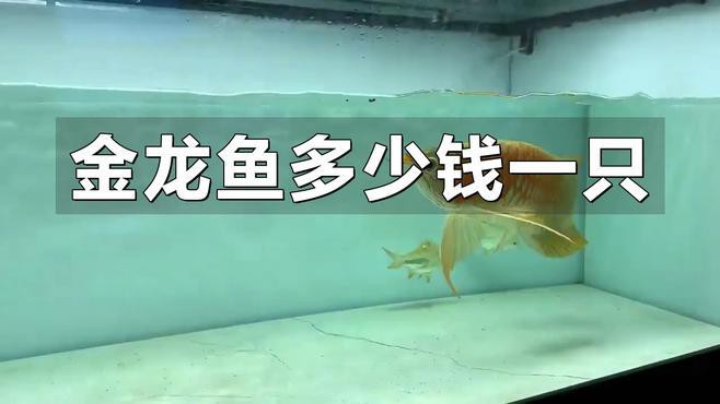 古典藍底過背金龍的價格是多少？，古典藍底過背金龍價格大揭秘