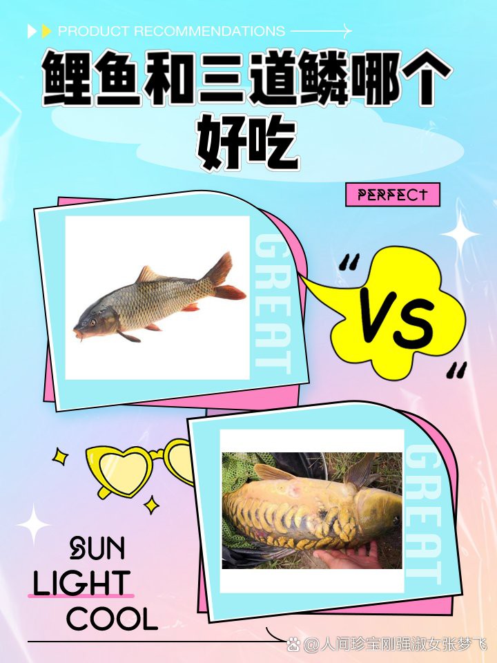 三道鱗鯉魚多少錢一斤，三道鱗魚價格兩極化趨勢延續