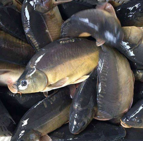 三道鱗鯉魚多少錢一斤，三道鱗魚價格兩極化趨勢延續