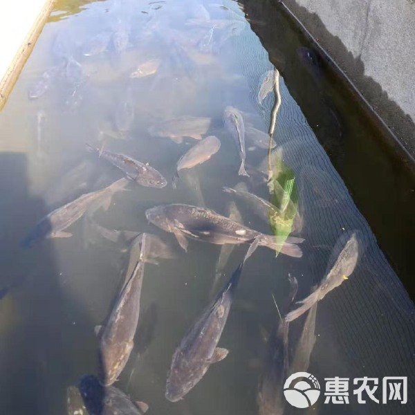 三道鱗鯉魚多少錢一斤，三道鱗魚價格兩極化趨勢延續