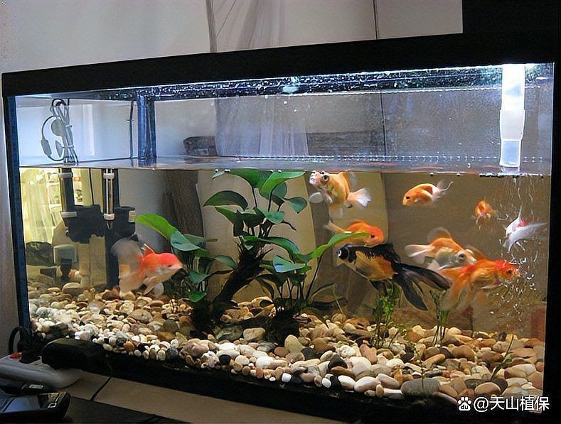 健康水族怎么養，養魚先養水:打造健康水族環境的秘訣，老農談三農談三農