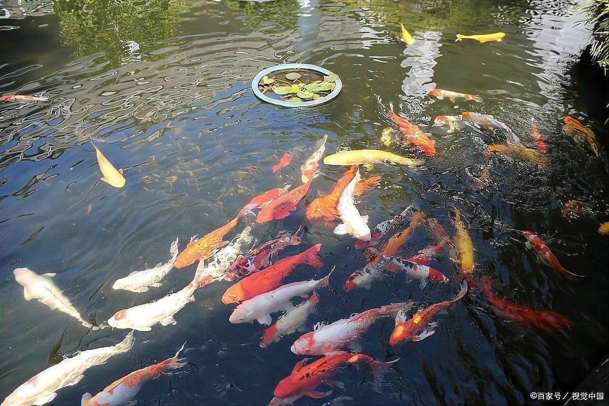 健康水族怎么養(yǎng)，養(yǎng)魚先養(yǎng)水:打造健康水族環(huán)境的秘訣，老農(nóng)談三農(nóng)談三農(nóng)