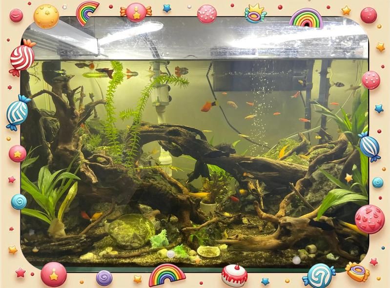 健康水族怎么養(yǎng)，養(yǎng)魚先養(yǎng)水:打造健康水族環(huán)境的秘訣，老農(nóng)談三農(nóng)談三農(nóng)